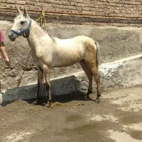 مادیان|اسب و تجهیزات اسب‌سواری|مشگین شهر, |دیوار