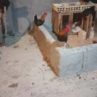 خروس کلین معاوضه بامرغ