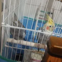 عروس هلندی نر و ماده