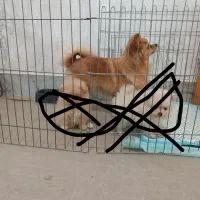 سگ پامر ۲ ساله|سگ|شهریار, شهریار|دیوار