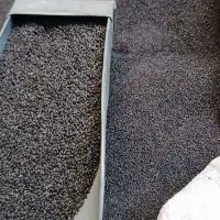 تخم شربتی اعلا