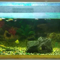 آکواریم بزرگ به همراه ماهی