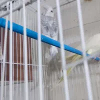 عروس هلندی قناری|پرنده|مشهد, تلگرد|دیوار