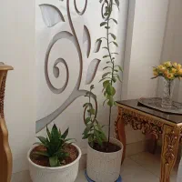 گل طبیعی|گل و گیاه طبیعی|ایلام, |دیوار