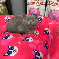 گربه بلوصورت خرسی