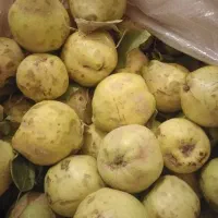 به تازه چیده شده سرحدی|خوردنی و آشامیدنی|لنده, |دیوار