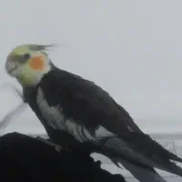 عروس هلندی گمشده حوالی شهربازی تاریخ ۴/۱۱