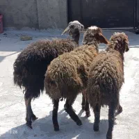 بره جهت نگهداری 3راس