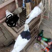 سلام طوقی