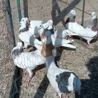 سی عدد کفتر یا کبوتر طوقی