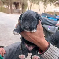 فروش توله 2ماهه پامر اشپیتز