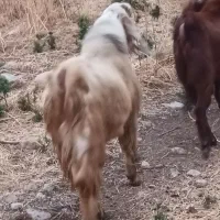 بز نر