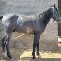 خرید و فروش اسب پالونی|اسب و تجهیزات اسبسواری|دورود, |دیوار