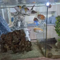 اکواریوم با تمام وسایل|ماهی|کرمانشاه, |دیوار