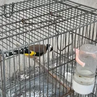 ۴تا سهره نر  دو تا قناری