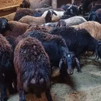 فروش بره نر وماده|حیوانات مزرعه|شاهین دژ, |دیوار