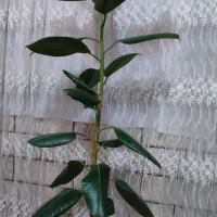 فروش فوق العاده گل فیکوس تزیینی برای سالن پذیرایی.