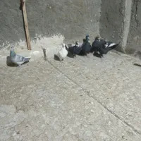 کفتر|پرنده|زرند, |دیوار