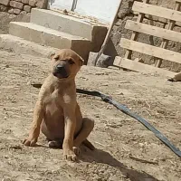 توله|سگ|چناران, |دیوار