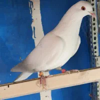 کفتر پتی والا سفید مهر  قیمت جفتی