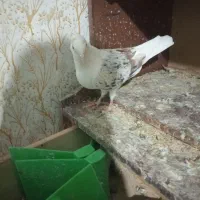 ۳تا نر|پرنده|خرمآباد, |دیوار