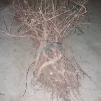 نهال انگو ر