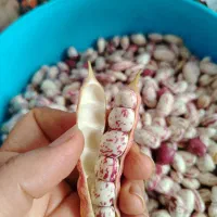 لوبیا چیتی افراتخته(شورکی)