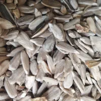 مغز خوراک پرنده