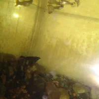 آکواریوم و ماهی گوپی ومولی