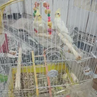 عروس هلندی