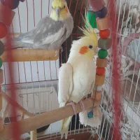 حراج حراجی به خریدار تخفیف داده میشود