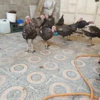 فروش بوقلمون|حیوانات مزرعه|بندر ماهشهر, |دیوار