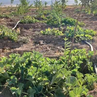 باغ ۵۰۰ متری درخت کاری شده|فروش زمین و ملک کلنگی|ساروق, |دیوار