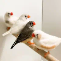 فنچ با قفس