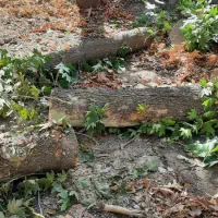 خریدار چوب بری نظامی خرید در محل با تجهیزات کامل..|خدمات باغبانی و درختکاری|مشکین‌دشت, |دیوار