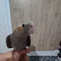 عروس هلندی|پرنده|تهران, مسعودیه|دیوار