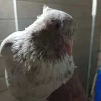 کبوتر ماهرو گم شده