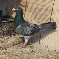 کبوتر شامی پلاکی