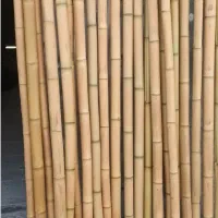 نی بامبو