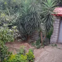 یوکا ۴متری