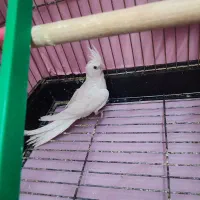 عروس هلندی البینیو و لوتینو