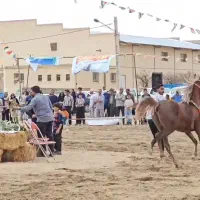 کره مادیون یکسرعرب|اسب و تجهیزات اسب‌سواری|یزد, |دیوار