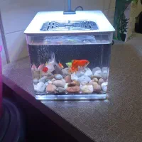 اکواریوم ۱۸۵