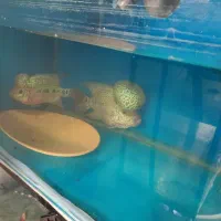 فروش ماهی آکواریومی از سالندار