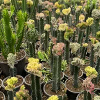 کاکتوس و افوربیا|گل و گیاه طبیعی|کاروان, |دیوار