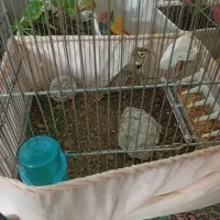 سهره خاکی شیرازی نر (معاوظه)|پرنده|آستانه اشرفیه, |دیوار