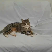 گربه نر dsh گمشده