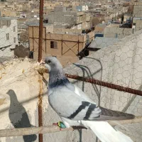 کبوتر|پرنده|بوئین زهرا, |دیوار