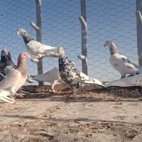 کبوترسرور|پرنده|نصر آباد, |دیوار