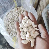 تخم کدو گوشتی و صدفی|عمدهفروشی|اقلید, |دیوار